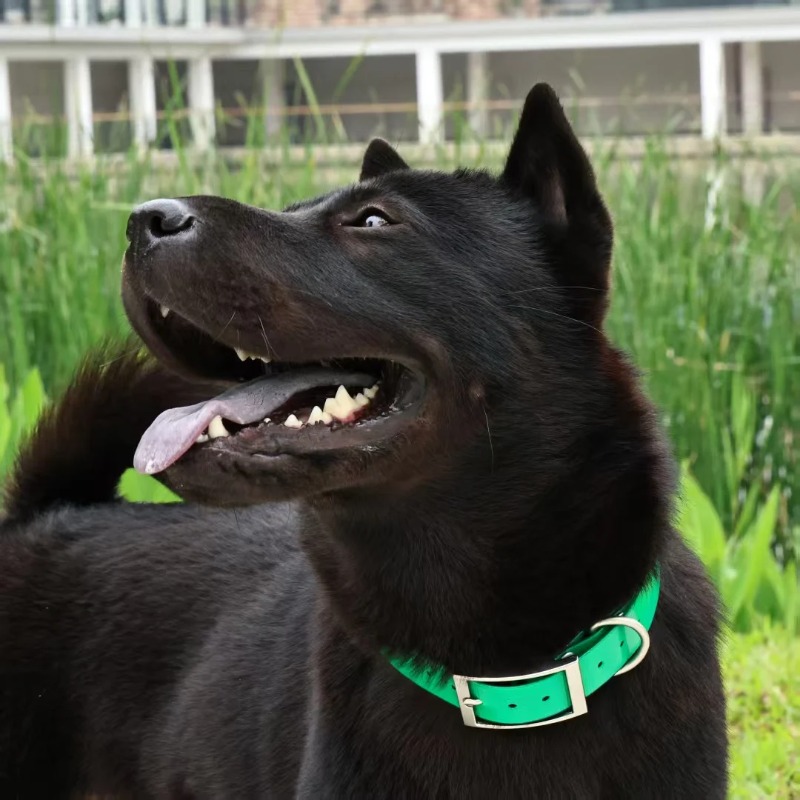 Coleira para Cães de TPU Resis - Outdoor Hunting Dogs avaliação e preço